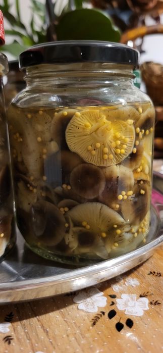 Marynowane grzyby