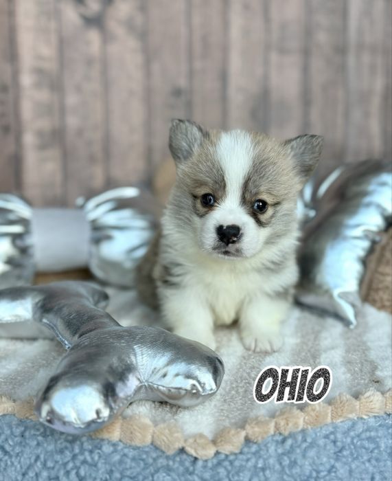 Welsh Corgi Pembroke piesek