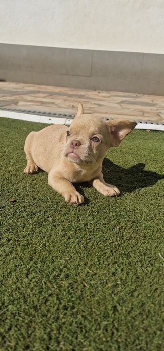 Menina bulldog frances isabella