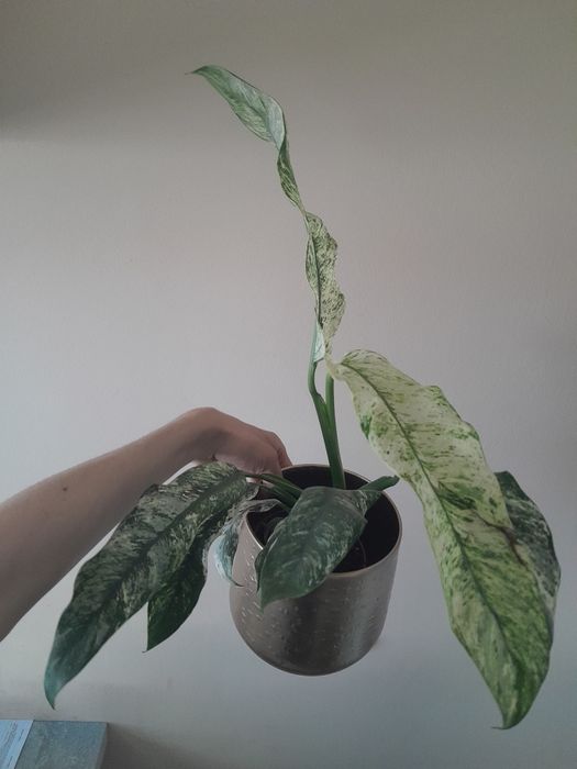 Roślina variegata doniczkowa epipremnum marble variegata rhaphidophora