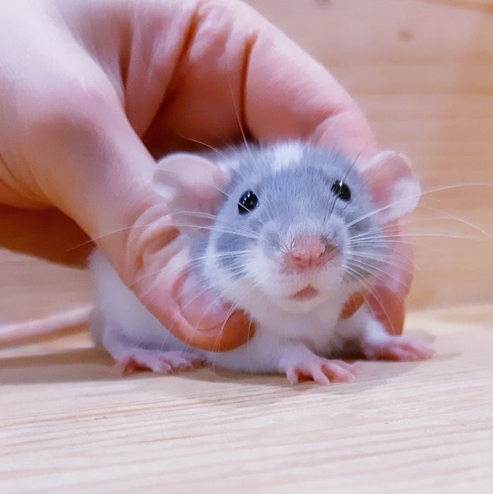Крыски,крысята,крысы дамбо,клетки,корма,аксессуары