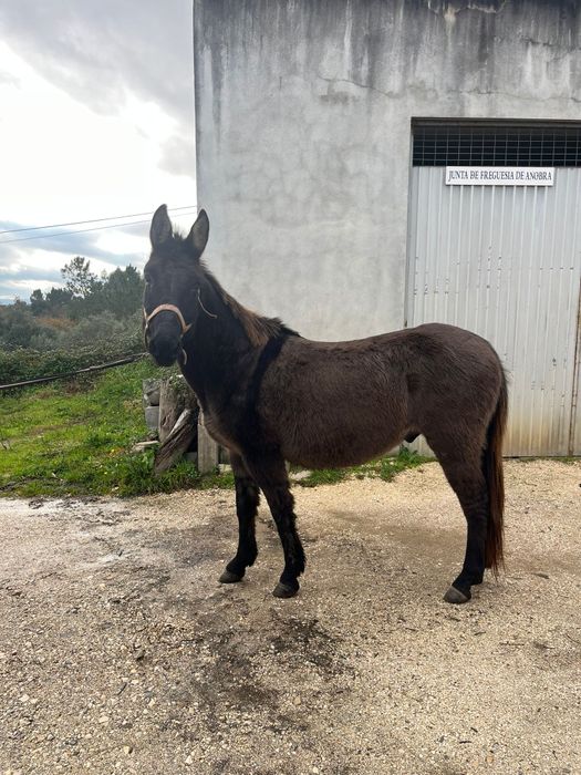 Macho, castrado oito anos