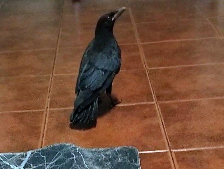 Vendo criado a mão aceito troca