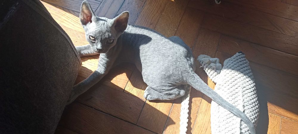 Devon Rex - kocieta - dolnośląskie