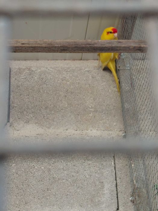Aves para vender