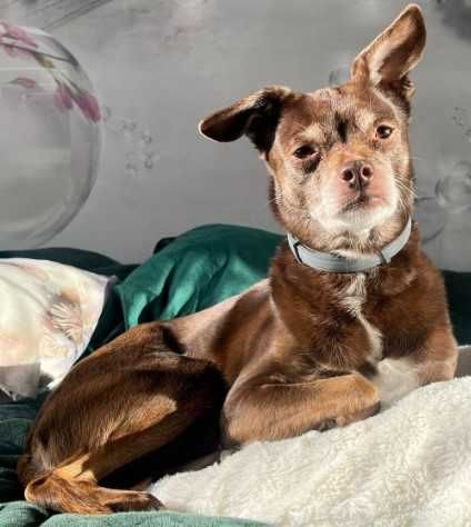 Zaginęła suczka Shila