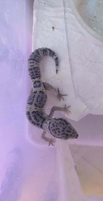 Gekon Lamparci  Samica melanistic