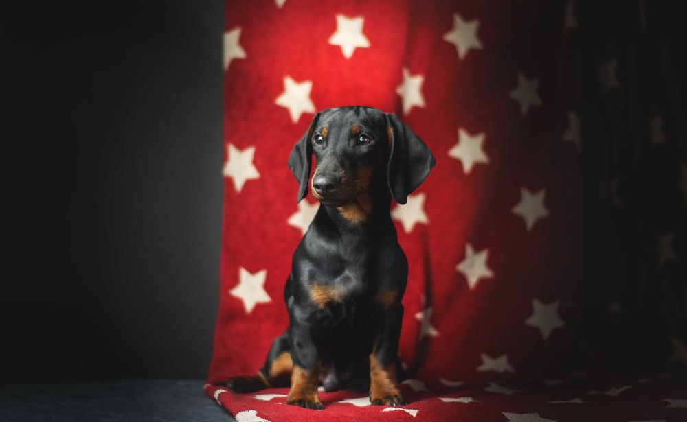 Перспективні цуценята такси міні