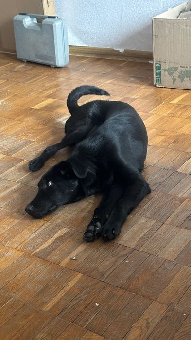 Терміново! Цуценя метис - 9 місяців