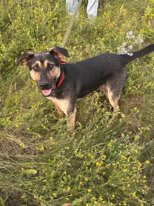 Собака в добрі руки