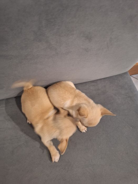 10tyg piesek chihuahua kremowy