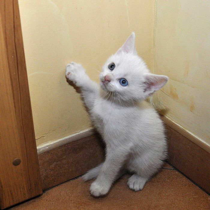 КОТИК - хлопчик в добрі руки.
