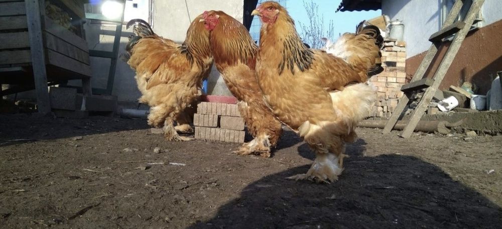 Яйцо инкубационная брама