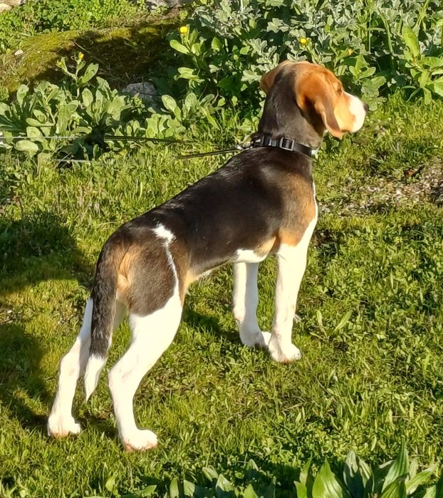 Beagle  para adoção