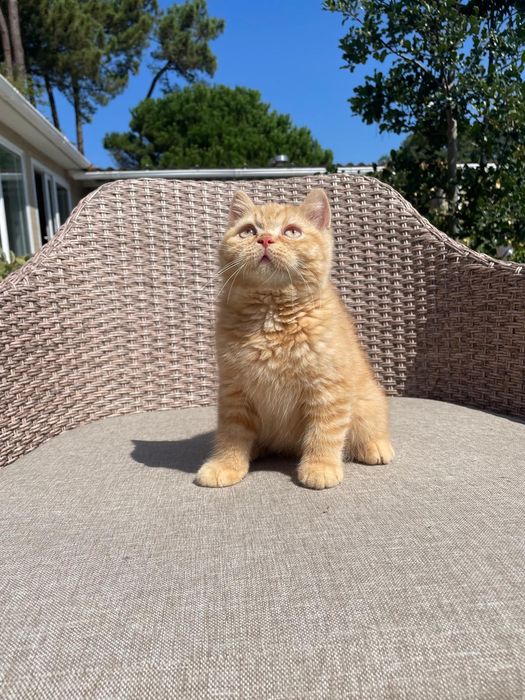 British Shorthair fêmea para companhia