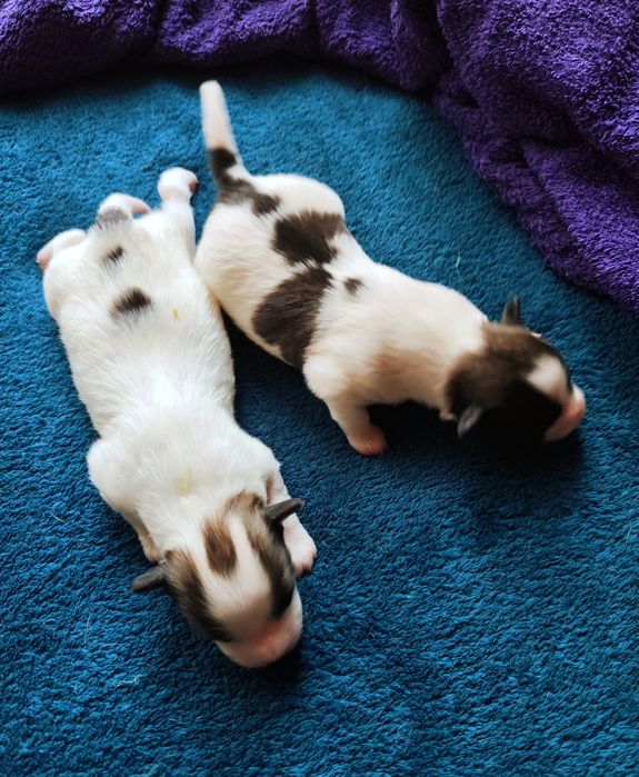 Papillon  piesek  ZKwP/FCI