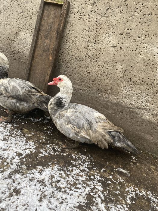 Kaczory i kaczki francuskie / piżmowe niebieskie