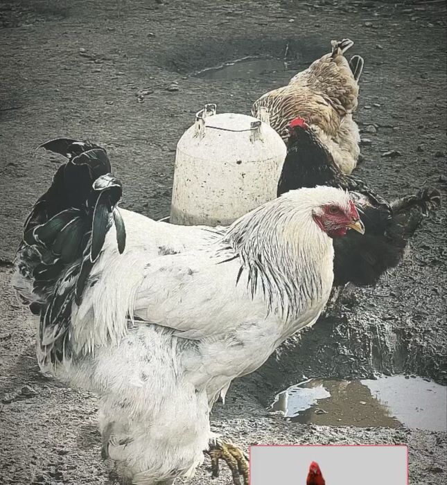Куры,петухи,утки,козы