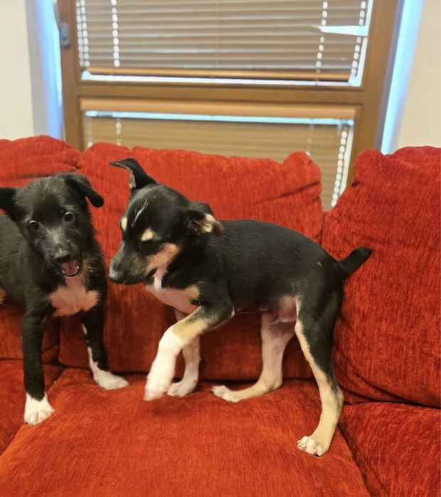 Cudowne szczeniaki szukają domków