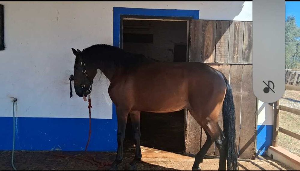 Cavalo PSL para venda/for sale