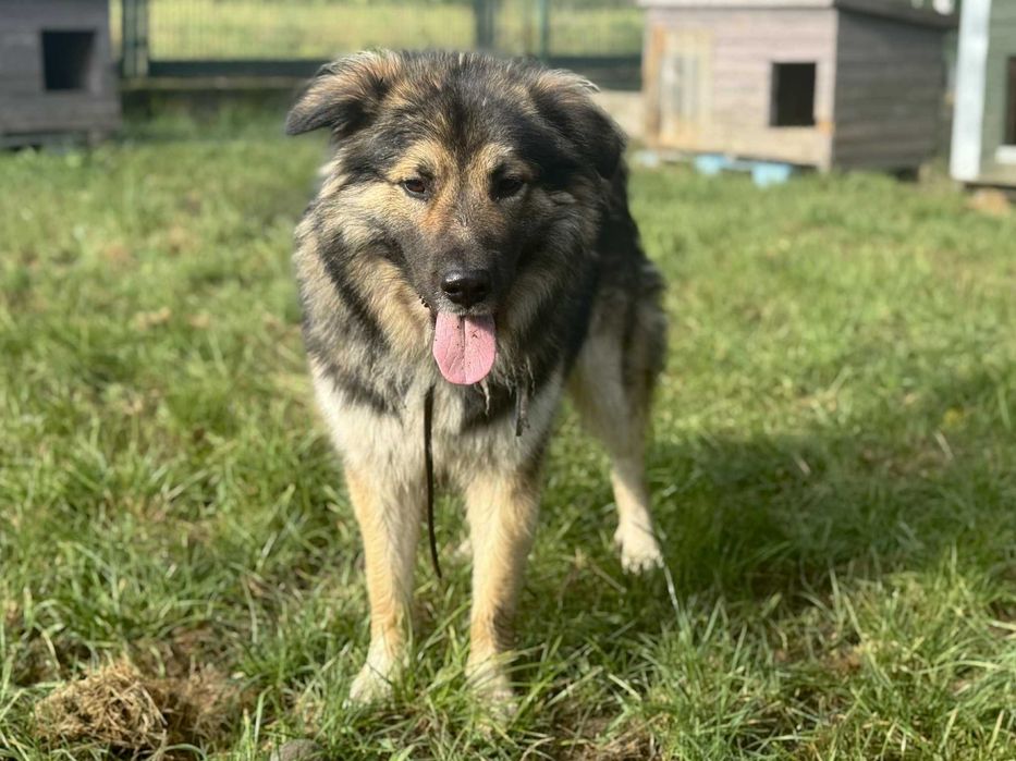 Wulkan energii i wielki Miś - Puszek Okruszek szuka domu - 0325/25