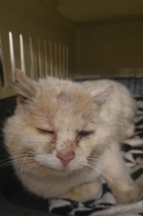 ZNALEZIONY KOT Biały-Rudy-Beżowy