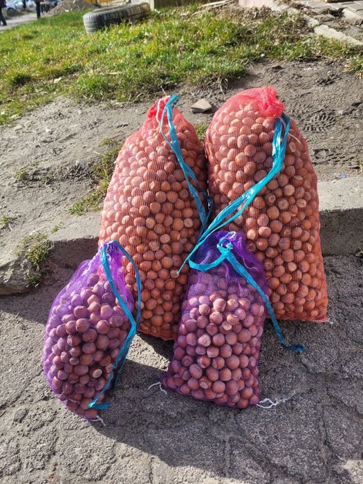 Фундук. Свіжий урожай.  Горіх. Ліщина . Орех