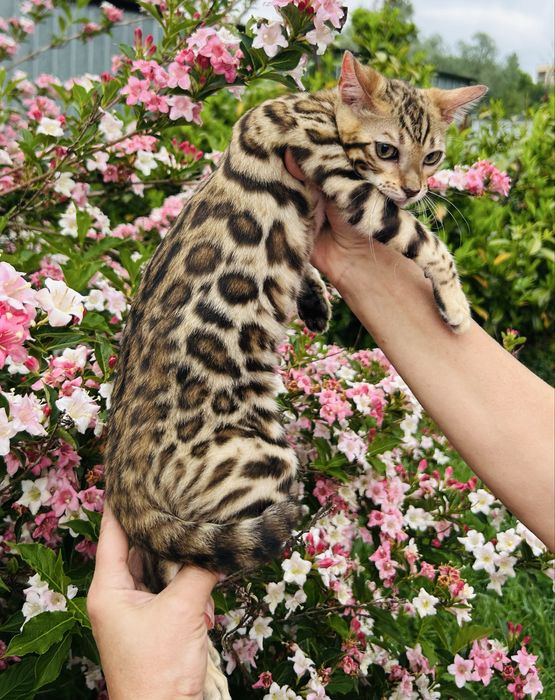 Piękna kotka Bengal z prawami hodowlanymi