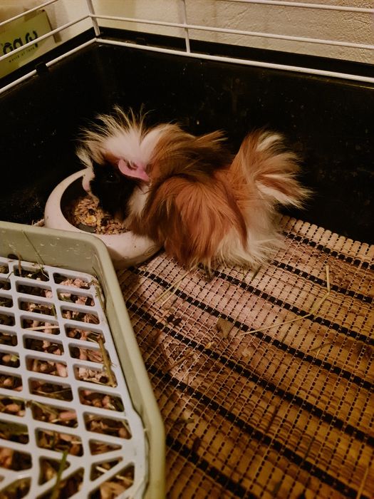 Świnka morska rozetka samica 2 miesiące