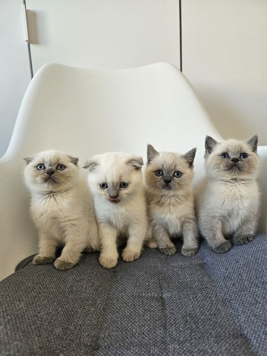 Котики шотландські висловухі