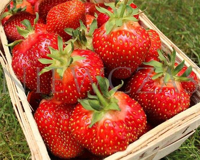 SADZONKI TRUSKAWEK – SILNE, ZDROWE, Licencjonowane od Niewczas Szkółka