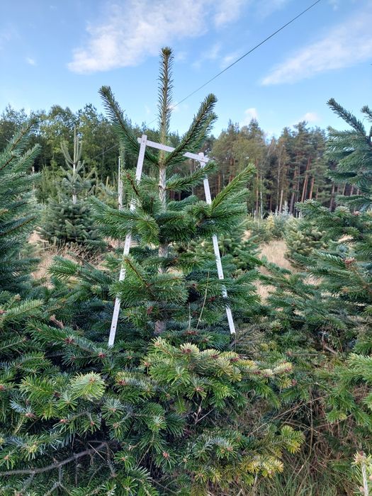 Jodła kaukaska do samodzielnego wykopania