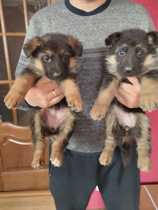 Продам щенят Німецької вівчарки