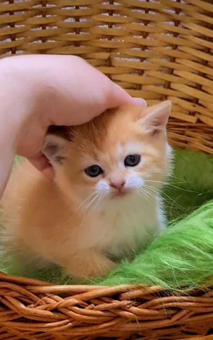 Малюки золотої шиншили