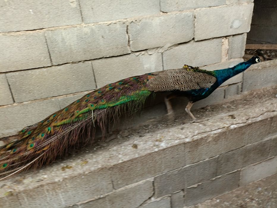 Ovos de pavão azul
