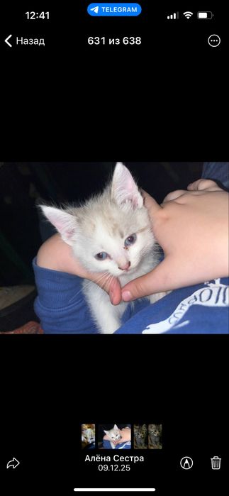 Котята, 2 місяця Віддам в добрі руки