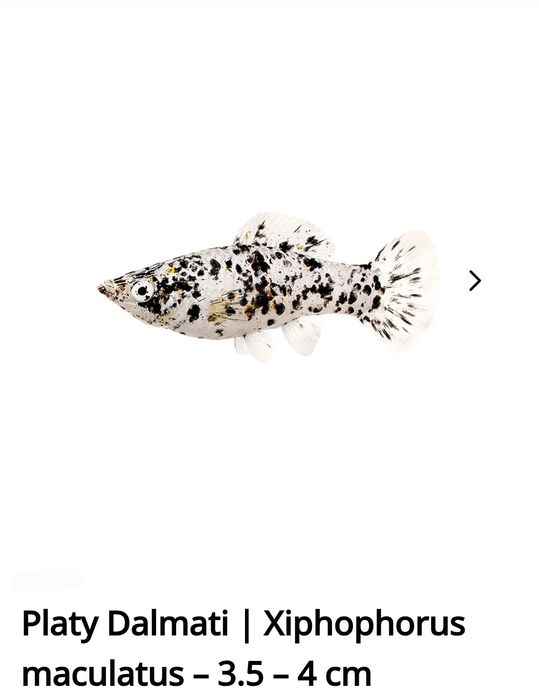 Peixes de água quente