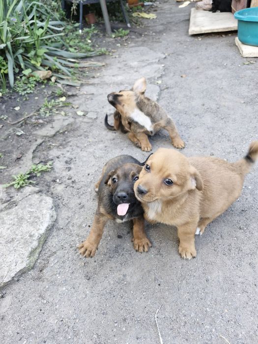 Віддам цеценят ,собака,пес