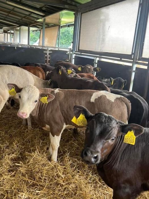 SM LM NBC cielaki – zdrowe, selekcjonowane