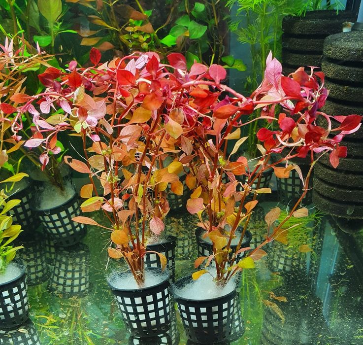 Przepiękna Ludwigia Mini Red Czerwone Liście Koszyczek