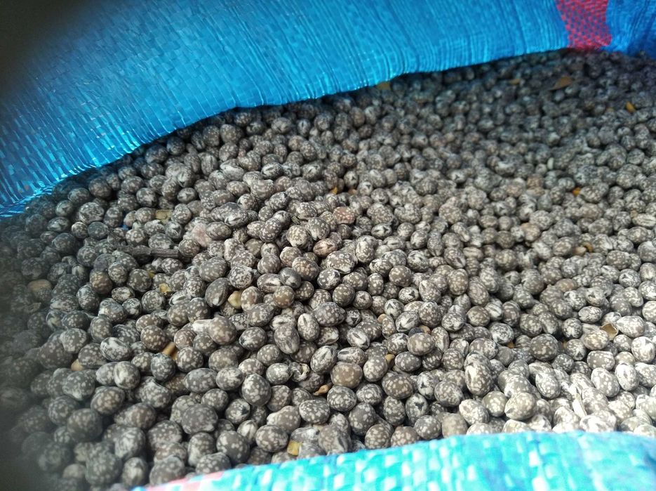 Łubin karo           .