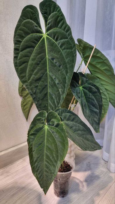 Anthurium Dark Phoenix (Дарк феникс)