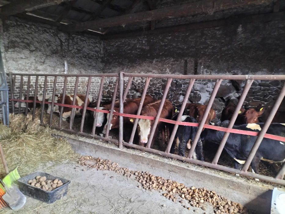 Witam posiadam bydło na sprzedaż 22zł kg