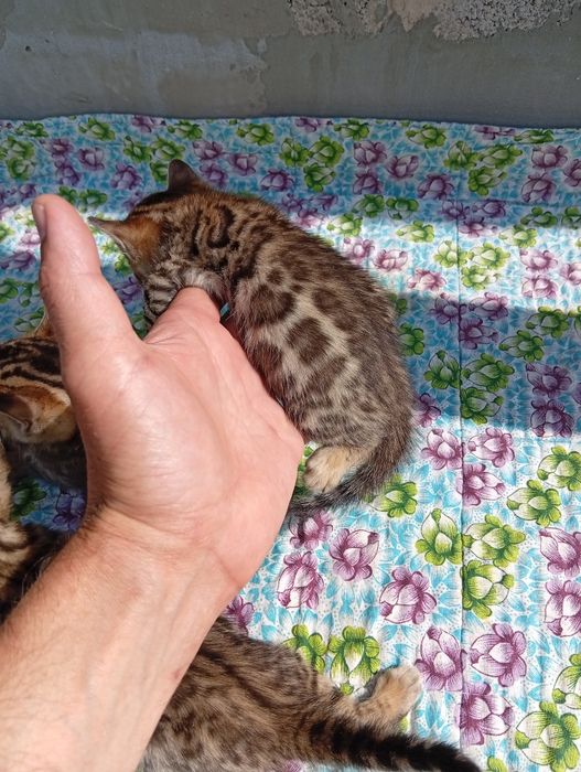 Бенгальские котята