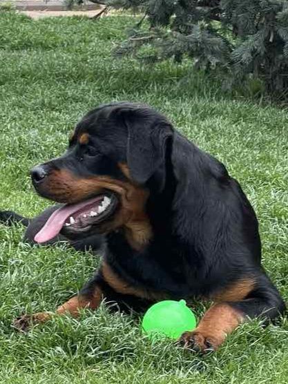 Хлопчики ротвейлера від елітних батьків чемпіонів України.