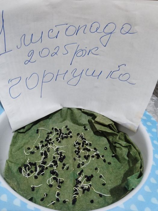 Продам насіння чорнушки