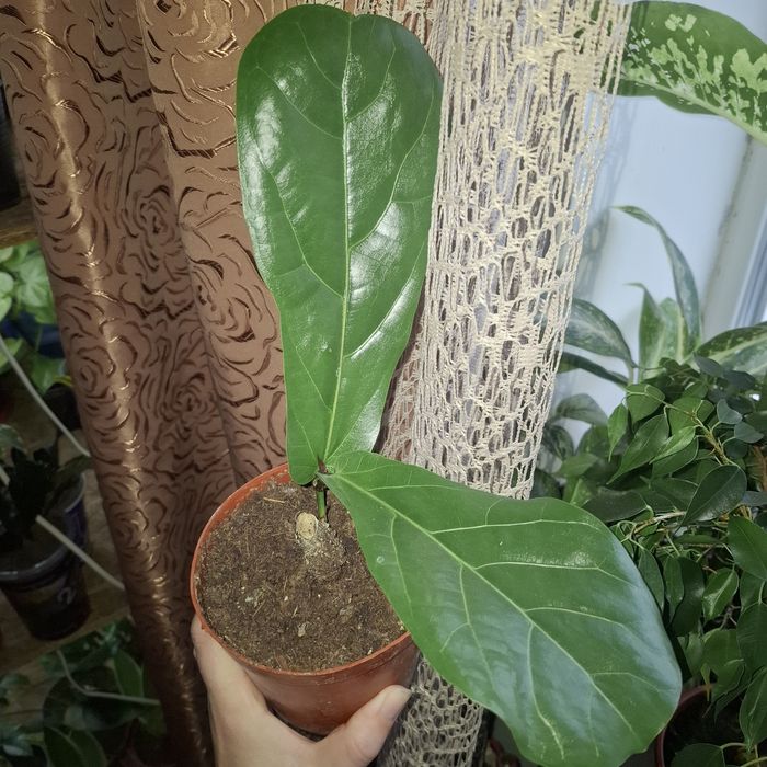 Фікуси різних сортів, лавр кімнатний