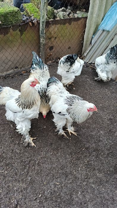 Продам півнів боами