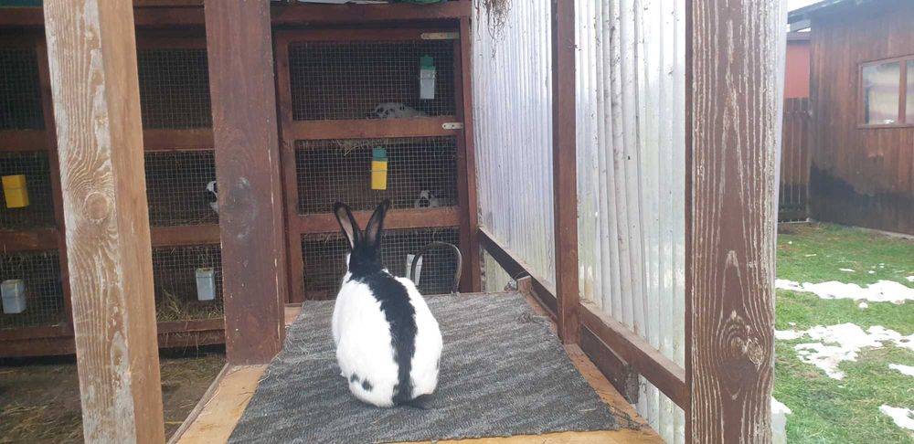 Króliki olbrzym srokacz samce i samice