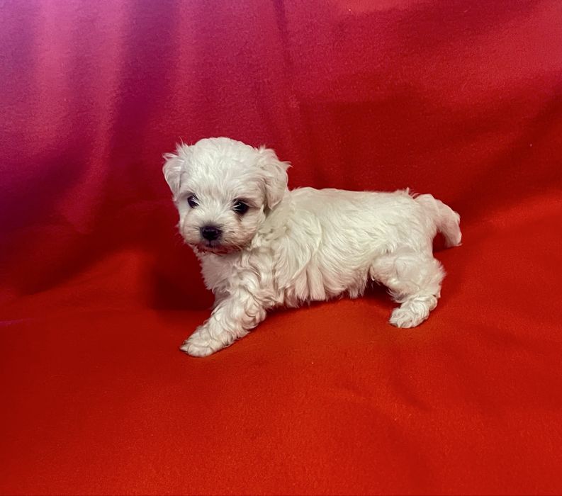 Bichon Maltês Maravilhoso Fêmea